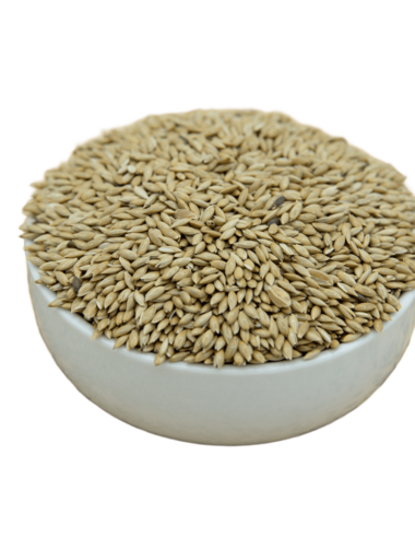 A white bowl filled with canary seeds, showcasing their small size and golden hue