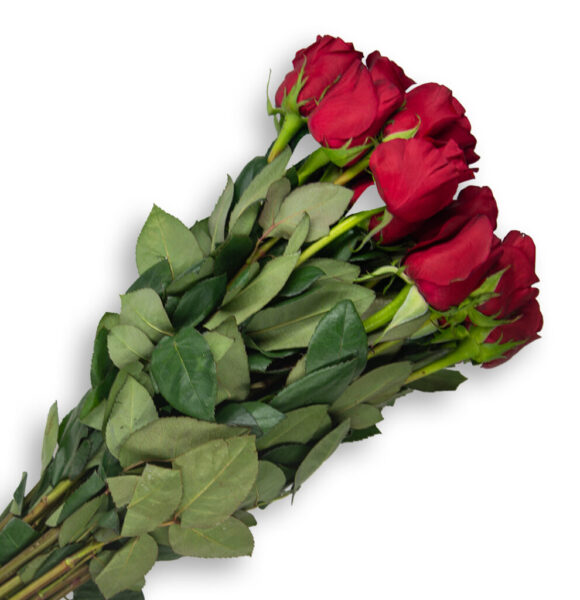 Roses - Despensa Colombiana